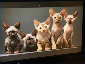 Tim Flach Photography Book 'Feline' Angletwitch Devon Rex